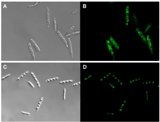 Figure 2. U. maydis cells micrographics taken at the fifth day of growth. Light microscopy was performed at 100× with oil immersion objective