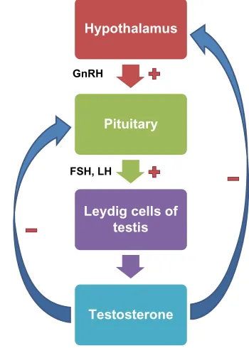 Figure 1 Hypothalamic-pituitary-gonadal axis and testosterone secretion. Abbreviations: FSH, follicle-stimulating hormone; GnRH, gonadotropin-releasing hormone; LH, luteinizing hormone.