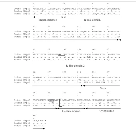 Figure 1 Alignment of the amino acid sequences of ovine, bovine and human NKp46. Identity of residues between sequences is indicatedwith a dot and gaps by a dash