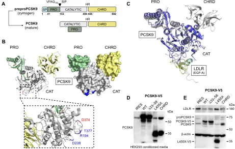 Figure 2 Proprotein convertase subtilisin/kexin type 9 (PCSK9) structure and importance of the cysteine- and histidine-rich domain (CHRD) in low-density lipoprotein HepG2 cells were incubated with HeK293-derived conditioned media (shown in [receptor (LDLR)