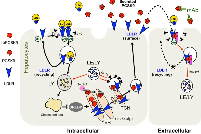 Figure 3 Current cellular model for PCSK9-assisted LDLR degradation. The pink rectangle at the cell surface and in endosomes denotes a putative PCSK9 cofactor needed for LDLR degradation