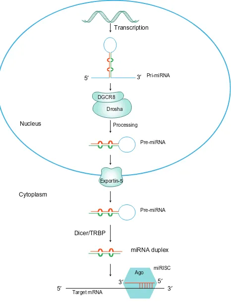 Figure 1 The miRNA biogenesis pathway.Notes: Thefirst step of microRNA biogenesis is the transcription of a long pri- miRNA that contains loop–stem structures