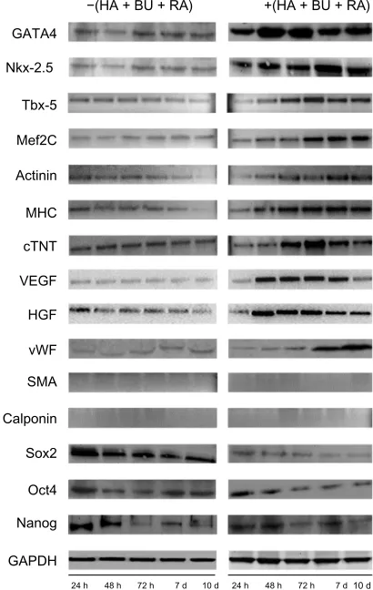 Figure 3 Effects on stem cells derived from primitive fetal cells present in human amniotic fluid (hAFSCs) of exposure to a mixture of HA + BU + ra on pluripotency gene transcription