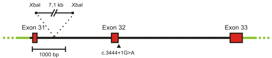 Fig. 8 Schematic representation of the minigene construct used for the exon trapping experiment showing the position of the deleted intronic XbaI-fragment