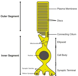Fig. 2 Schematic view of a rod photoreceptor. Rods are composed of an outer segment that is connected to the inner segment via a connecting cilium