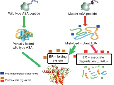 Figure 2 Schematic representation of the mechanism of action of enzyme enhancement agents including pharmacological chaperones (PCs) and proteostasis regulators (PRs).Notes: ASA is synthesized in the endoplasmic reticulum (ER) as several other proteins tar
