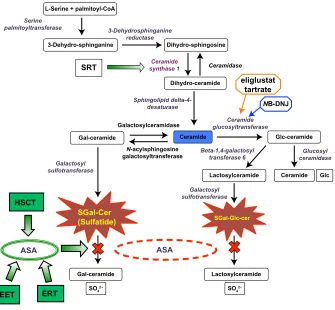 Figure 1 Sulfatide metabolic pathway.Notes: Thefigure shows the biosynthetic pathways of sulfatide, the sphingolipid that accumulates during metachromatic leukodystrophy MLD
