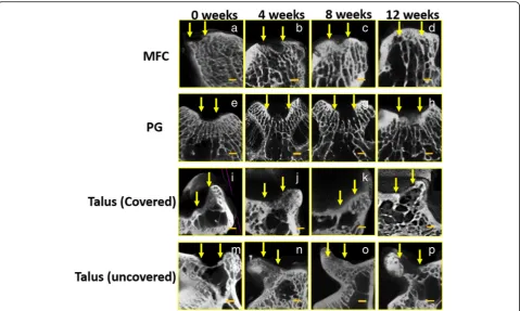 Fig. 5 Computed tomography findings of osteochondral defects of the medial femoral condyle (MFC) (a–d), patellar groove (PG) (e–h), coveredtalus (i–l), and uncovered talus (m–p) at 0, 4, 8, and 12 weeks after surgery
