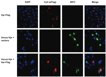 Figure 3 Fluorescence intensity of BiFC generated by Venus-Vpr in the presence of competitor untagged Vpr.Notes: Cells were seeded onto cover slips and transfected with Venus-Vpr plasmids, Vpr-Flag, or Venus-Vpr and Vpr-Flag