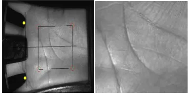 Figure 1. In our procedure, we have used pre-processed palm prints with the ROI already removed using algorithms already in use [2] [4]