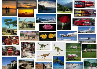 Figure 2. Sample Database Images Spread across 11 Categories 