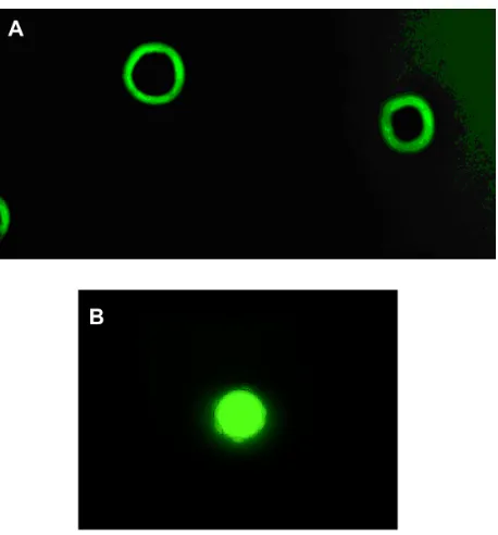Table 3 Superoxide release by blood mononuclear phagocytes (mean ± standard deviation, n = 28 in each treatment)