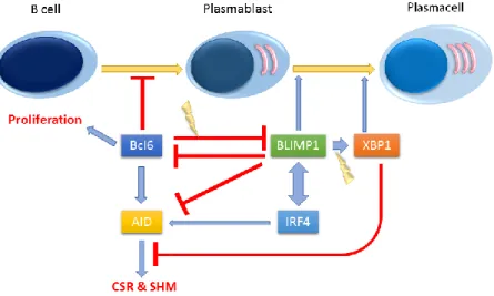 Figure 1. Signaling pathways towards plasmacell differentiation. At the early steps of B cell differentiation into plasma cells,  B-cell lymphoma 6 protein(BCL6) expression level elevates, and leads to the proliferation of B cells and promotes  activation-