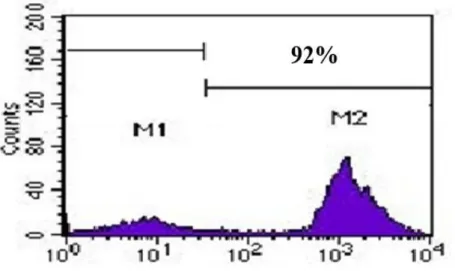 Figure 2. The histogram graph demonstrates the purity of isolated B-cells by flow cytometric analysis (anti-CD19PE)
