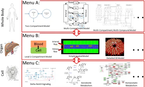 Figure 4: Multiscale VT simulations often include sub-models for particulate scales. For example,the whole body is represented as a PBPK model, coupled to a VT model, with each agent (e.g.,cell) in the VT model coupled to a subcellular model