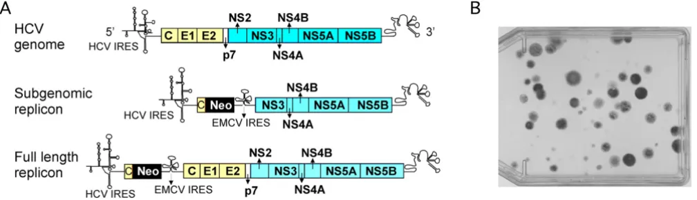 Figure 1(A) Schematic diagram of HCV genomic and replicon RNA(A) Schematic diagram of HCV genomic and replicon RNA
