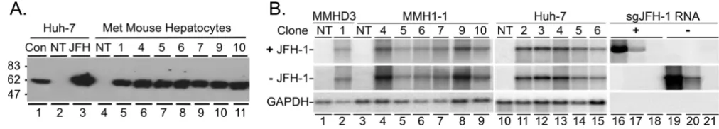Figure 2HCV protein and RNA detection in immortalized mouse hepatocytesHCV protein and RNA detection in immortalized mouse hepatocytes