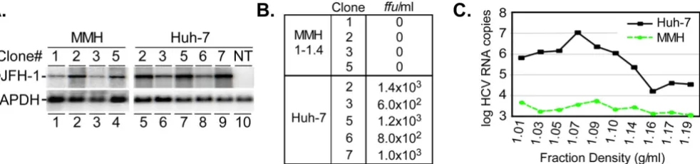 Figure 5Intracellular and extracellular HCV RNA produced by flJFH-1 mouse replicon clonesstrand HCV (top panel) and cellular GAPDH (bottom panel) was performed on total RNA isolated from MMH1-1 replicon clones (lanes 1–4), Huh-7 replicon clones (lanes 5–9)