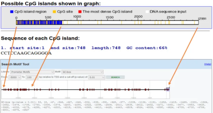 Figure 1.  Foxp3  promoter methylation. CpG site and island around the TSS (transcription start site) were predicted by  EPD (Eukaryotic Promoter Database) and CpG finder software