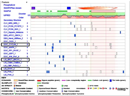 Figure 1. SLiMs of a typical SERK sequence from MtSERK1. Three significantly different linear motifs remain present exclu-sively in the SERK proteins viz