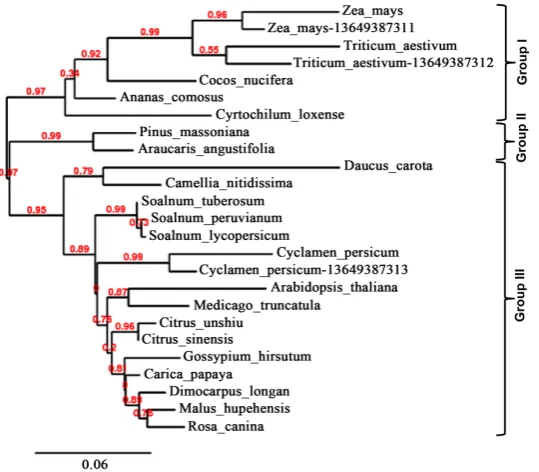 Figure 2. Prediction of O-glycosylation sites in SERK and SERK-like genes. (A) Protein sequence of AtSERK1; (B) Protein sequence of MtSERK1; (C) Protein sequence of AtSERK4