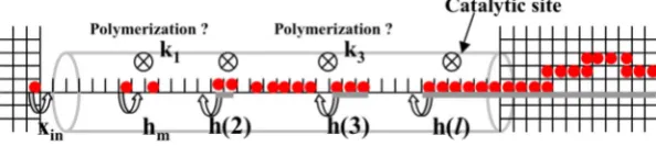 FIG. 1. �gas model for polymerization within a mesoporeColor online� Schematic of lattice-indicating both transport and reaction kinetics.
