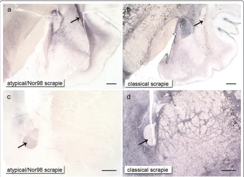 Figure 7 Differences in the neuroanatomical distribution of PrPNor98 scrapie, white matter structures like the external capsule or rostral commissure contain substantially more PrPnuclei or basal ganglia respectively (a and c), whereas this is the reverse 