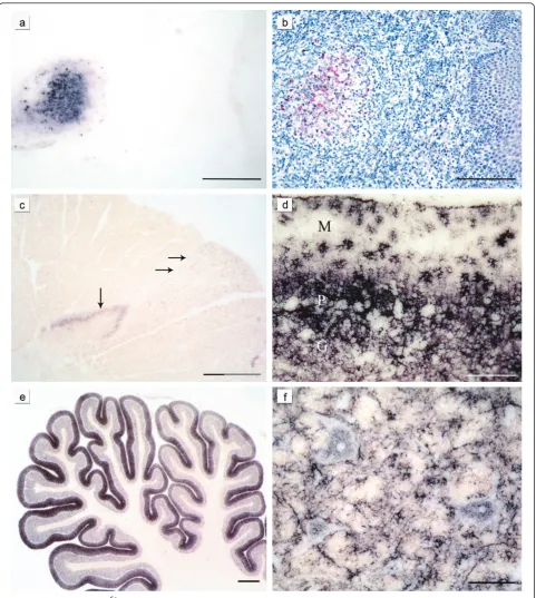 Figure 1 Characteristic PrPμarrows). In the cerebellar cortex of a classical scrapie sheep stained with the PET blot (d) complex PrPwith classical scrapie is shown stained either with the PET blot method (a) or conventional immunohistochemistry (b) (both m