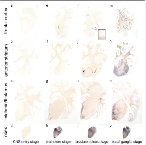 Figure 2 Classification of the PrPSc spread during disease development in classical scrapie.sections shown for the first, third and fourth stage derived from sheep with the genotype ARQ/ARQ while the sheep whose brain sections aresulcus stage (i - l)and st
