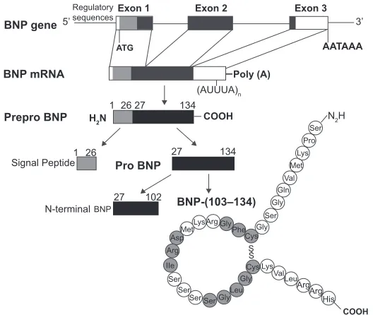 Figure 1 Structure of the gene and the biosynthetic pathway of human brain natriuretic peptide (BNP)