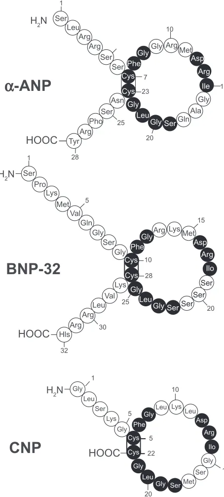 Figure 2 Amino acid structure of the 3 natriuretic peptides, atrial, brain and c-type natriuretic peptide (ANP, BNP, CNP)