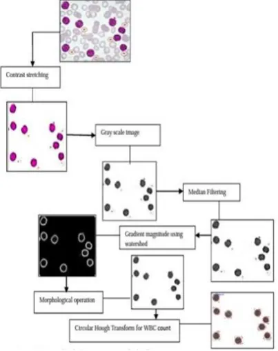 Fig-1.5: Microscopic view. 