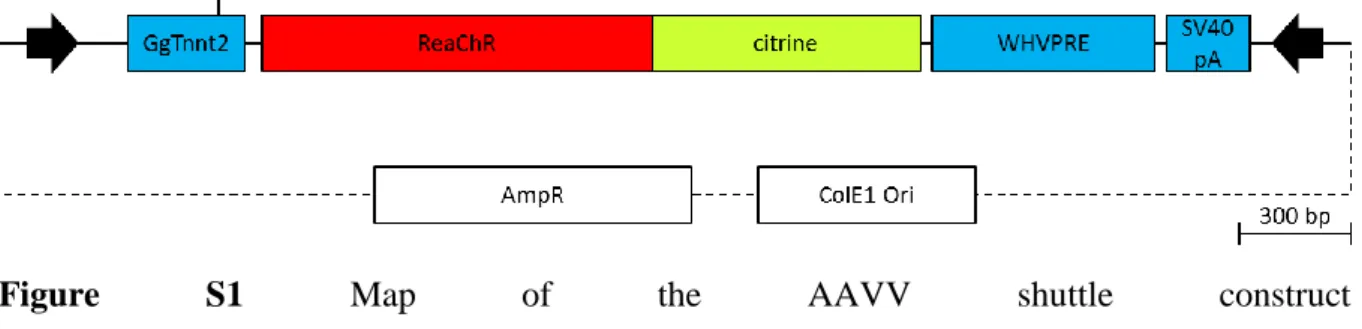 Figure  S1  Map  of  the  AAVV  shuttle  construct 