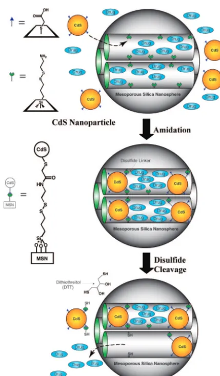 FIGURE 4. Schematic representation of the CdS nanoparticle-cappedMSN-based drug/neurotransmitter delivery system