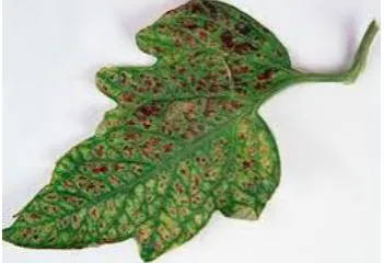 Figure- 4 : Tomato leaf disease  