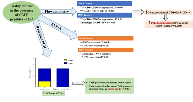 Figure 7. Schematic procedure of CMV peptide-specific CD8+ T cells 