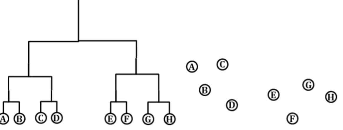 Figure 1 The left hand side of the graph representation is a cubic cladogram displayed with 8 sequences
