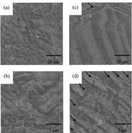 FIG. 4. MFM images showing the domain structure of the cold-workedsample �a� before fatigue and �b� after being fatigued to failure