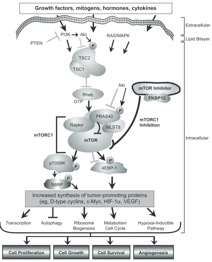 Figure 1 The mammalian target of rapamycin (mTOr) network. mTOr is a central component of the phosphoinositide 3’ kinase/protein kinase B (Pi3K)/Akt signaling pathway in guanosine-5’-triphosphate (GTP) loading of rheb and suppression of the PrAS40 represso