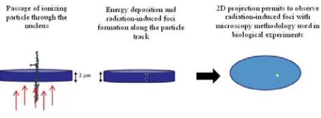 table 3 for the different criteria used in this work and compared to the experimentally observed 53BP1 foci in figure 3