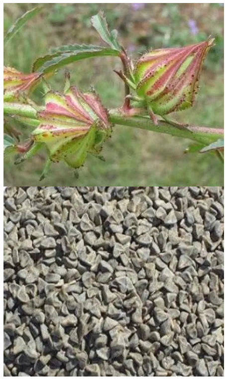 Fig.1.2.1 Kenaf fruit and its seed 