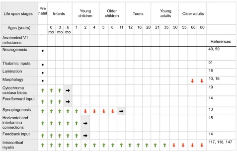 Figure 2 Summary chart for development of human V1 anatomical milestones. Notes: A summary of the development of key neuroanatomical milestones in human V1 across the life span