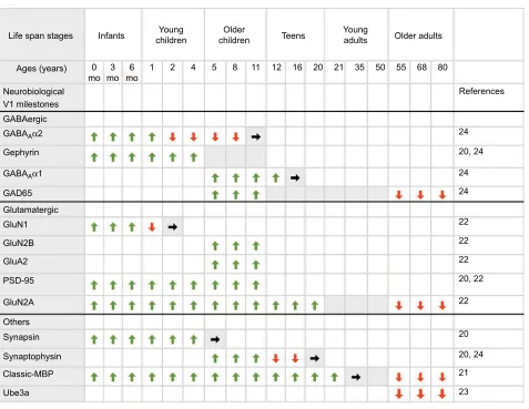 Figure 3 Summary chart for development of human V1 neurobiological milestones. Notes: A summary of the development of key neurobiological milestones in human V1 across the life span