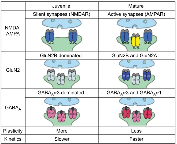 Figure 4 Summary chart of glutamatergic and GABAergic receptor subunits. Abbreviations:GABAsynapsesNotes: This figure presents a summary of some key glutamate (AMPAR and NMDAR) and GABA (GABAA) receptor subunit compositions that regulate neuroplasticity in