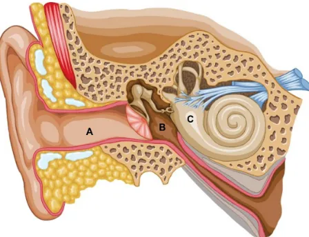 Figure 2 Representation of the two divisions of the inner ear.Note: The cochlea is the snail-shaped portion on the right, and the semicircular canals on the left represent the vestibular system.