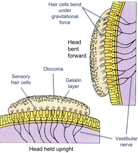 Figure 4 Representation of the three semicircular canals that detect angular head 