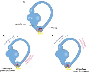 Figure 7 Representation of the endolymphatic flow.Notes: (A) Orientation of the cupula when the head is upright and stationary
