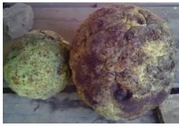 Figure 1: Breadfruit head 