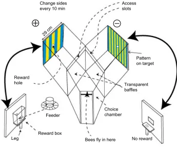 Figure 1 The Y-choice apparatus provides complete control of the stimulus.Notes: The bees entered through a narrow horizontal slot at the top front into a choice chamber from which they could see both targets