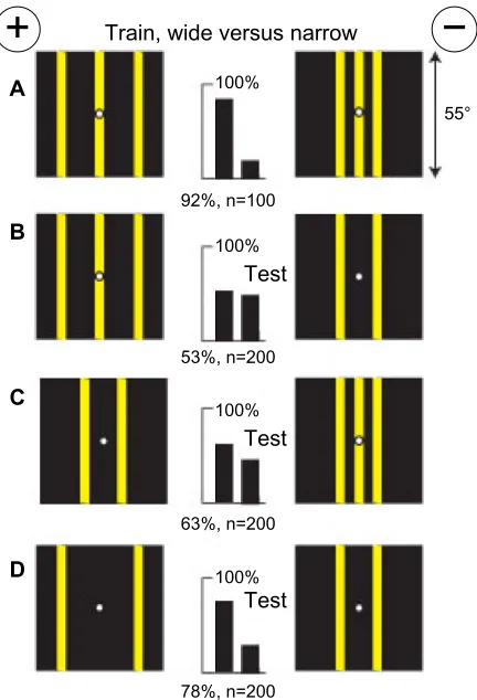 Figure 2 Yellow bars with low blue content and strong green contrast on black backgrounds were distinguished by the width between edges.Notes: (A) Training patterns with single yellow vertical bars of 8° and 16° on black backgrounds